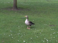 image of goose