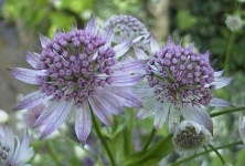image of flower