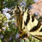 image of animal