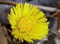 image of flower