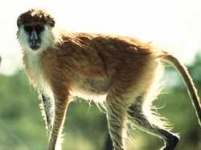 image of patas