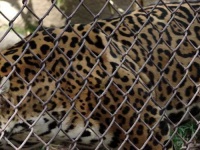 image of jaguar_car