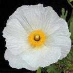 image of flower