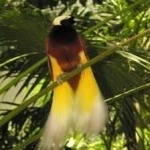 image of bird