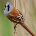 image of bird