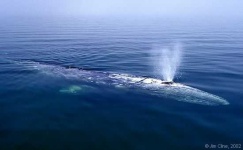 image of grey_whale