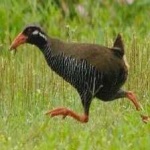 image of bird