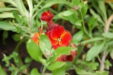 image of flower