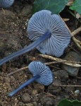 image of mushrooms
