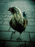 image of cock