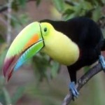 image of bird