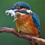 image of bird
