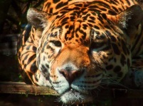 image of jaguar_car