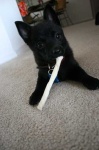 image of schipperke