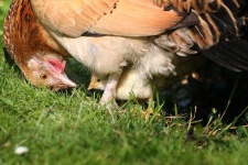 image of hen