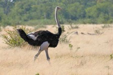 image of ostrich