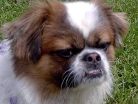 image of animal