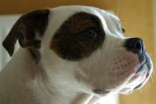 image of animal