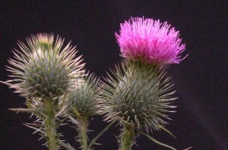 image of spear_thistle #40