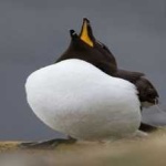 image of bird