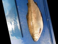 image of trout #9