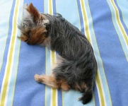 image of yorkshire_terrier #31