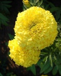 image of flower