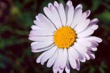 image of flower
