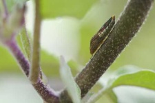 image of leafhopper