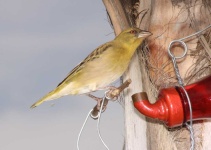 image of animal