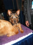 image of australian_terrier #7