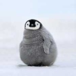 image of bird