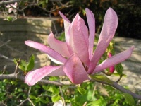 image of magnolia #36