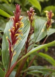 image of flower