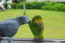 image of african_grey #27