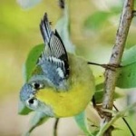 image of bird