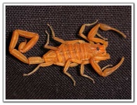 image of scorpion