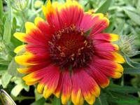 image of flower