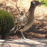image of bird