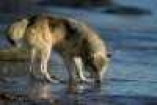 image of timber_wolf