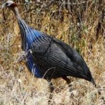 image of bird
