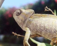 image of african_chameleon