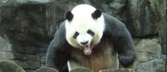 image of animal
