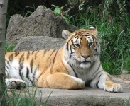 image of tiger_cat #19