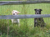 image of labrador_retriever