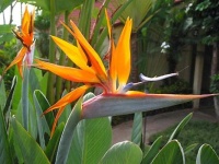 image of bird_of_paradise_flower #34