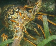 image of spiny_lobster
