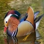 image of bird