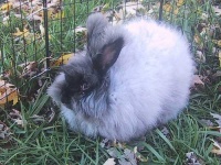image of angora