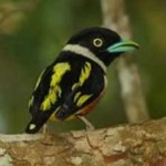 image of bird